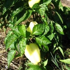 Sow The Magic Albino Bullnose Pepper Seed Packet Art & Home