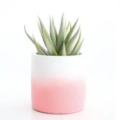 Kailo Chic Art & Home Ombre Cement Planter