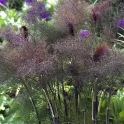 Sow The Magic Bronze Fennel Tarot Seed Packet