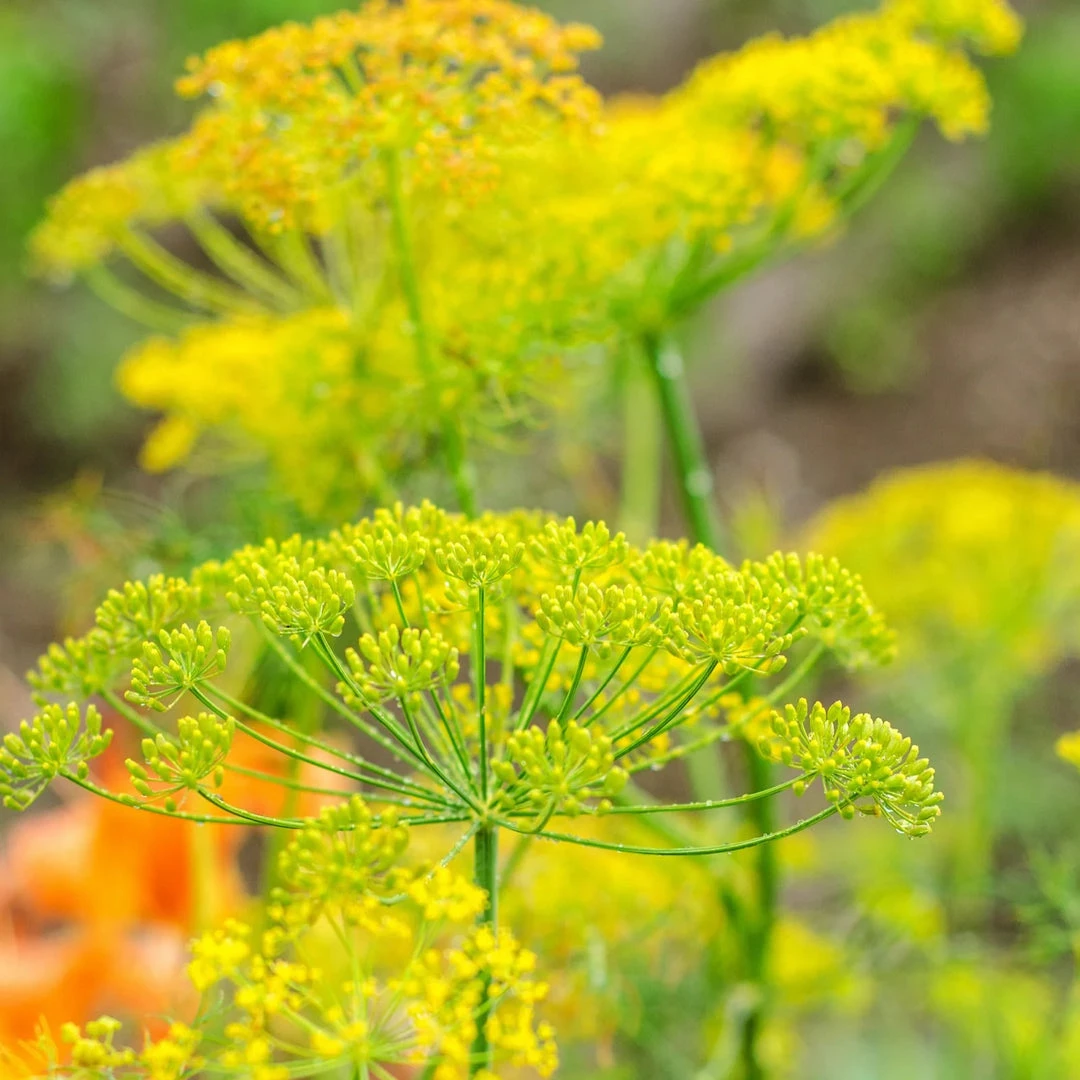 Sow The Magic Art & Home Bouquet Dill Tarot Seed Packet 5 Sow The Magic Art & Home Bouquet Dill Tarot Seed Packet