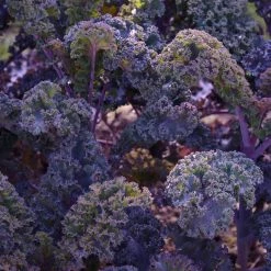 Sow The Magic Scarlet Kale Tarot Seed Packet