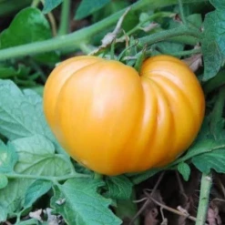 Sow The Magic Dr. Wyche's Yellow Tomato Tarot Seed Packet