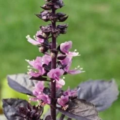 Sow The Magic Art & Home Purple Dark Opal Basil Tarot Seed Packet