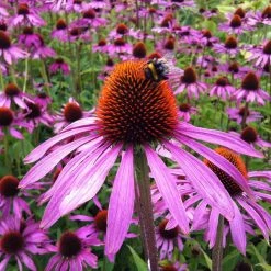 Sow The Magic Strength In Echinacea Flower Tarot Seed Packet Art & Home