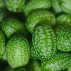 Sow The Magic Mexican Sour Gherkin Cucumber Tarot Seed Packet