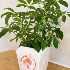 Valfre Art & Home Take Out Ceramic Planter